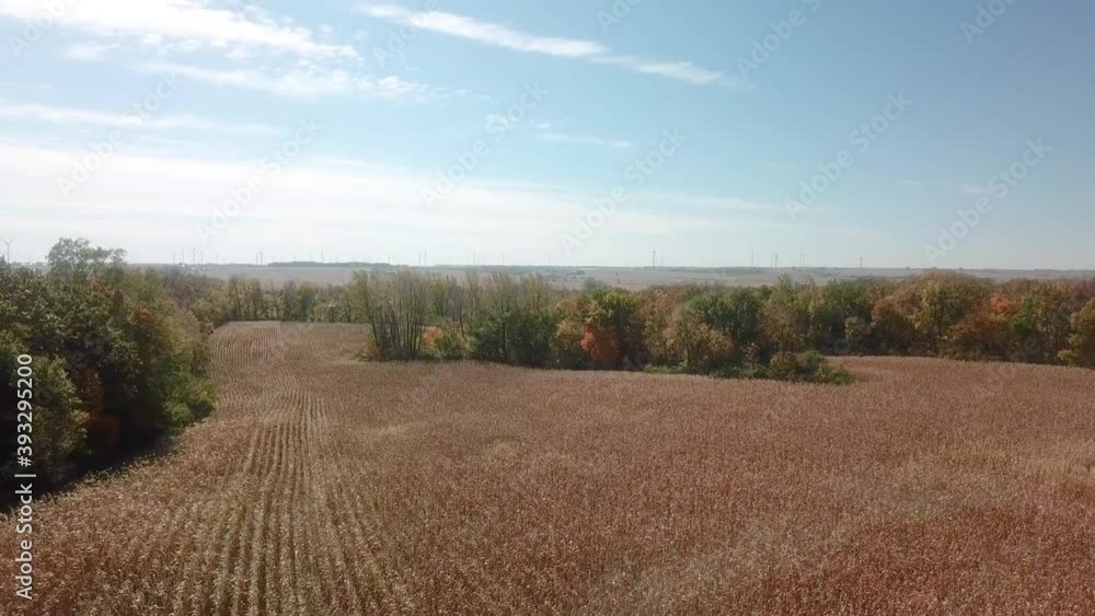 Drone flyover of a large ready-to-be harvested corn field surrounded by timber in Midwest, USA Drone flyover of a large ready-to-be harvested corn field surrounded by timber in Midwest, USA