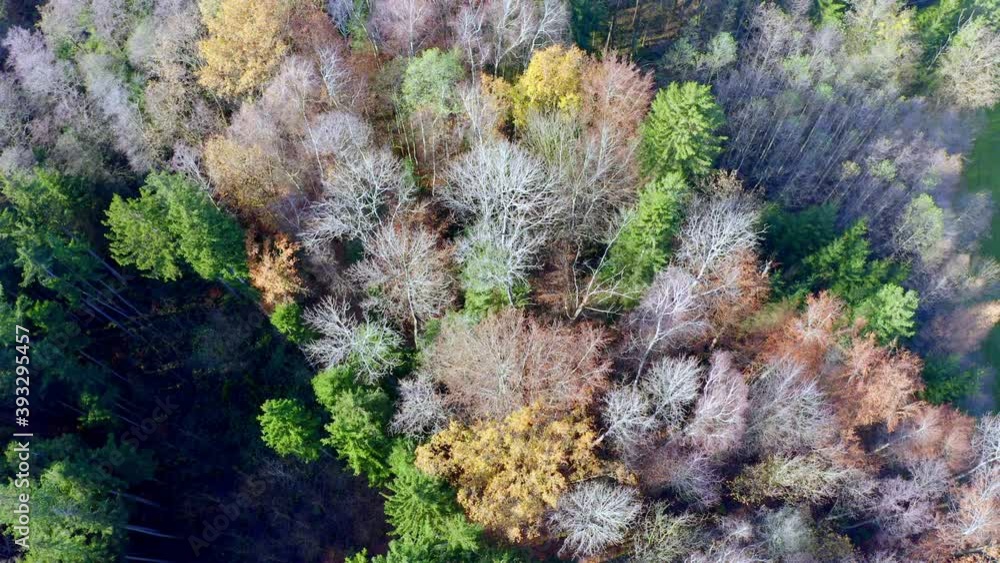 Luftaufnahme: Wald im Herbst Luftaufnahme: Wald im Herbst