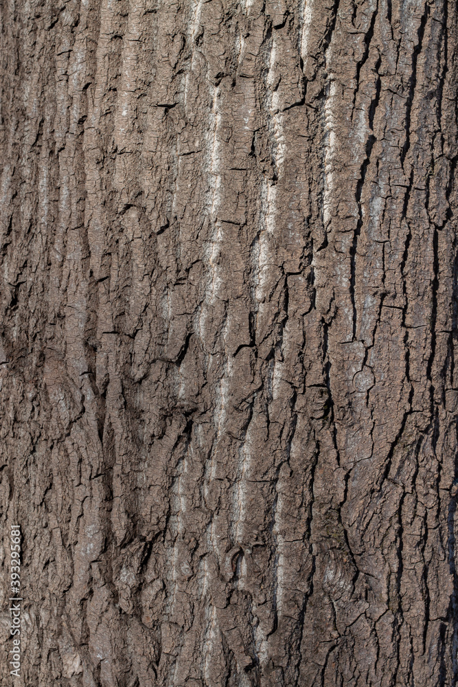 Tree bark texture with detailed wooden pattern and white vertical stripes macro Tree bark texture with detailed wooden pattern and white vertical stripes macro