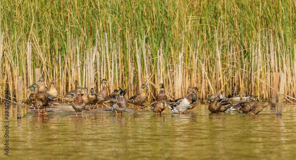flock of wild ducks (Anas platyrhynchos) on wooden platform in pond flock of wild ducks (Anas platyrhynchos) on wooden platform in pond