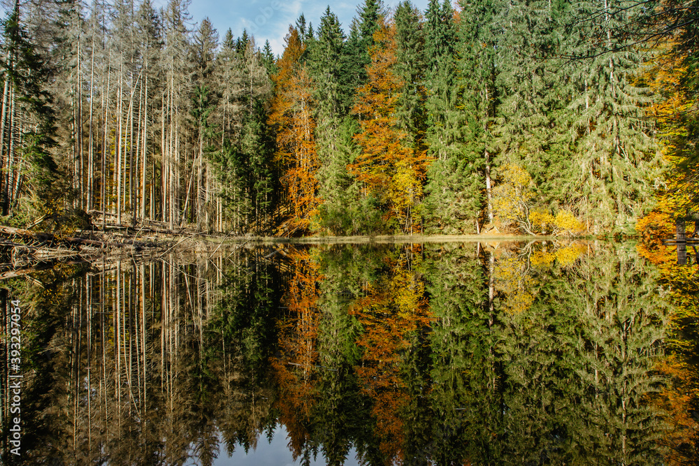 Boubin lake. Reflection of fall trees of Boubin Primeval Forest, Sumava Mountains, Czech Republic.Water reservoir located at the altitude of 925 m. Czech National Nature Reserve.Tip for trip. Boubin lake. Reflection of fall trees of Boubin Primeval Forest, Sumava Mountains, Czech Republic.Water reservoir located at the altitude of 925 m. Czech National Nature Reserve.Tip for trip.