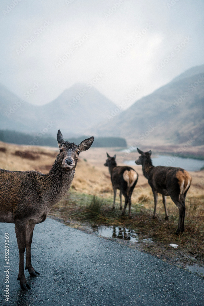 Deers on the road at Glen Etive, Scotland Deers on the road at Glen Etive, Scotland