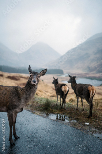 Deers on the road at Glen Etive, Scotland photo