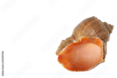 Big brown seashell isolated with white background in corner macro
