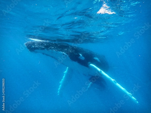 humpback whale © grace
