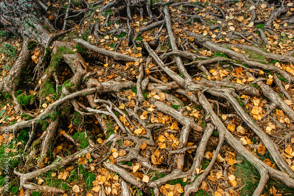 Large roots of old tree in autumn.Natural background. Beautiful intertwining roots of trees covered with moss and fall colorful leaves.Tree roots in autumn forest scene. Large roots of old tree in autumn.Natural background. Beautiful intertwining roots of trees covered with moss and fall colorful leaves.Tree roots in autumn forest scene.