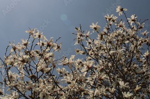 Wallpaper Mural 나뭇가지 끝에 피어 있는 하얀 백목련 꽃 Torontodigital.ca