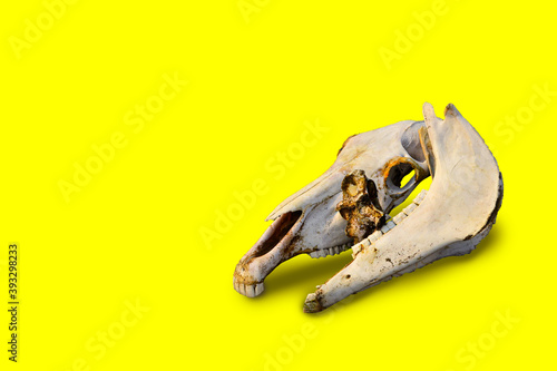 Fototapeta Naklejka Na Ścianę i Meble -  white bare light bones of a horse's skull lie on colorful bright yellow background