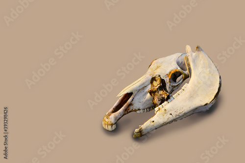 two white old bare light bones of a horse's skull on beige color backdrop