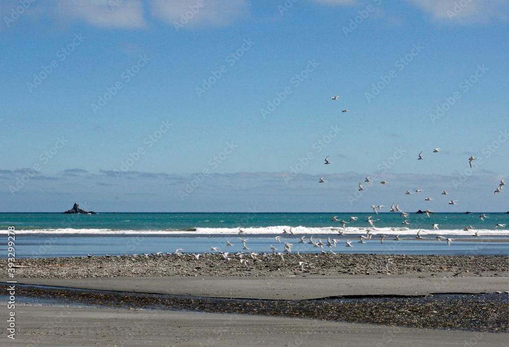 New Zealand - Pacific coast and sunny beaches