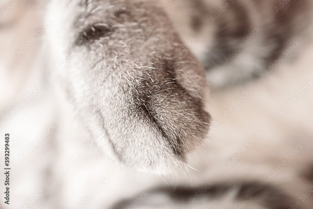 Paw of a gray cat close-up. Cute picture. Concept of pets, cat grooming. Image for banner, place for text..