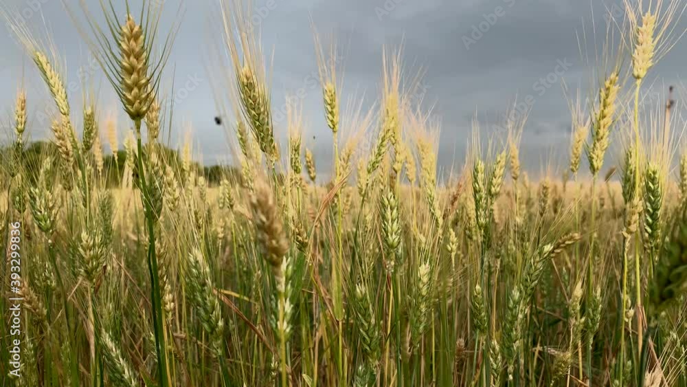 Spikelets of wheat on a large field in cloudy summer day. Ears of wheat close up. Dramatic sky at background. Harvest and harvesting concept. Spikelets of wheat on a large field in cloudy summer day. Ears of wheat close up. Dramatic sky at background. Harvest and harvesting concept.