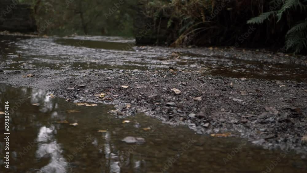 Natural shallow stream of water in forest low wide panning shot Natural shallow stream of water in forest low wide panning shot