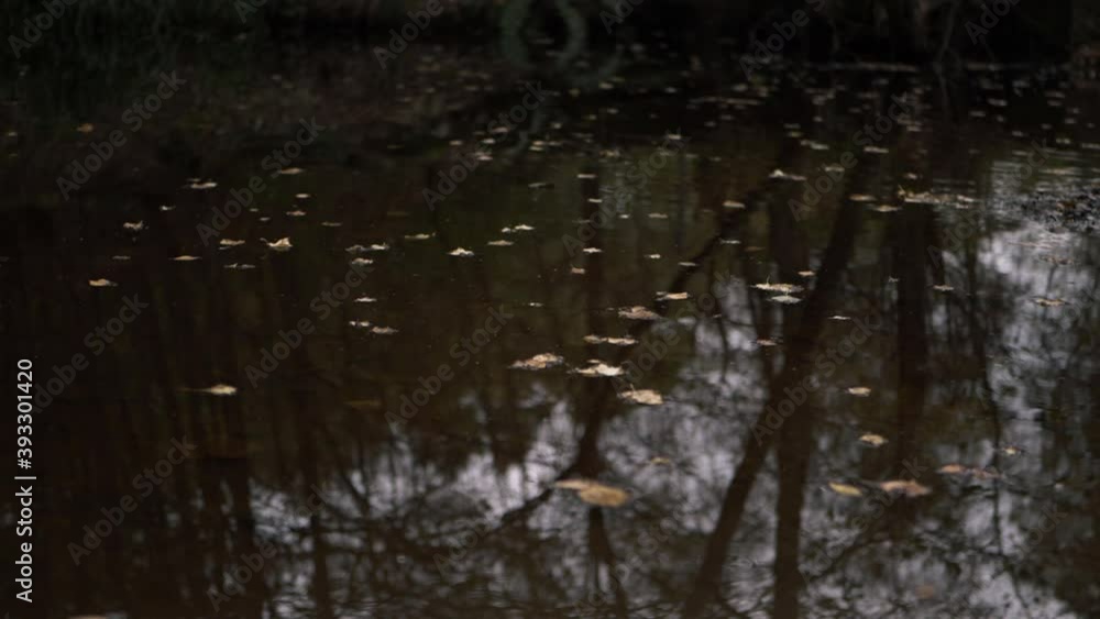 Fallen autumn leaves on lake surface medium shot Fallen autumn leaves on lake surface medium shot