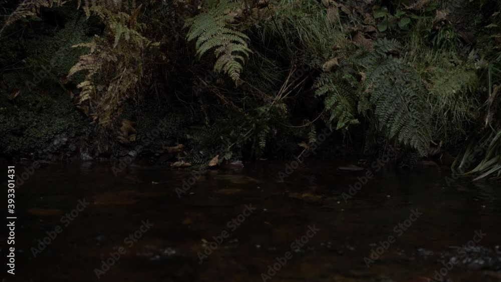 Bracken overhanging natural stream in forest medium tilting shot Bracken overhanging natural stream in forest medium tilting shot