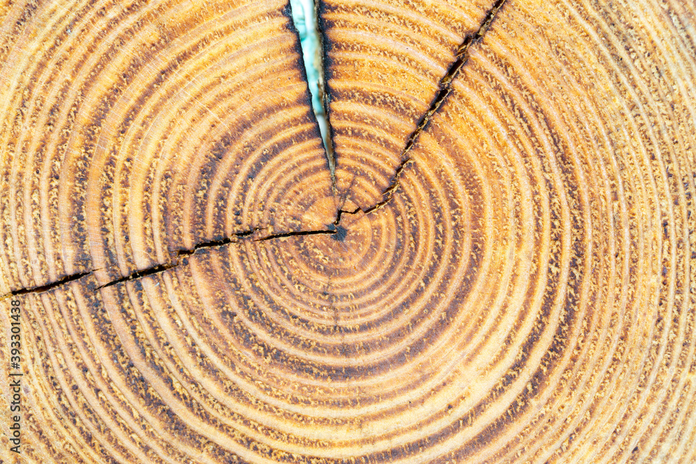 Fototapeta premium Texture of a natural cut stump with rings close-up.