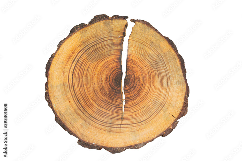 Section of a larch trunk with growth rings isolated on a white background. Section of a larch trunk with growth rings isolated on a white background.