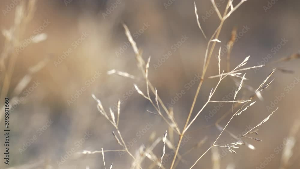 Close up of tips of long brown grass and it’s flowers, nature shot. Dolly right shot. Close up of tips of long brown grass and it’s flowers, nature shot. Dolly right shot.