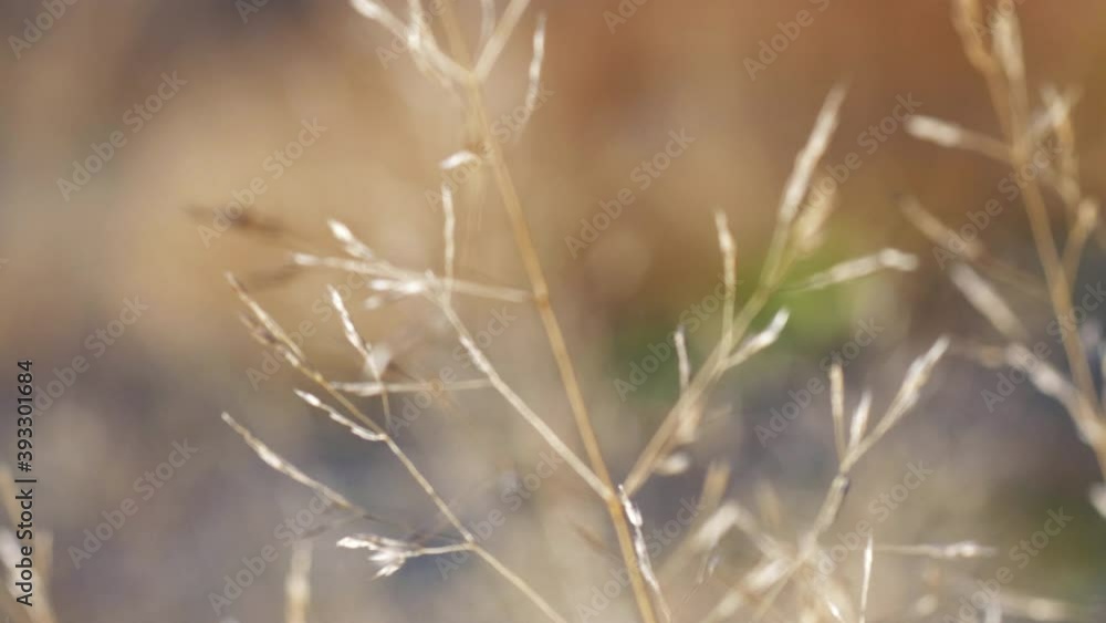Close up of beautiful tall brown grass flowers in orbit shot with rack focus. Nature shot. Close up of beautiful tall brown grass flowers in orbit shot with rack focus. Nature shot.