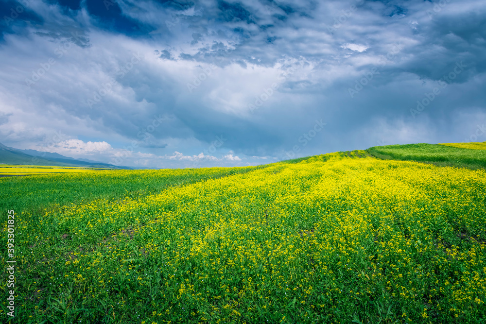 Obraz premium 中国青海海北门源油菜花