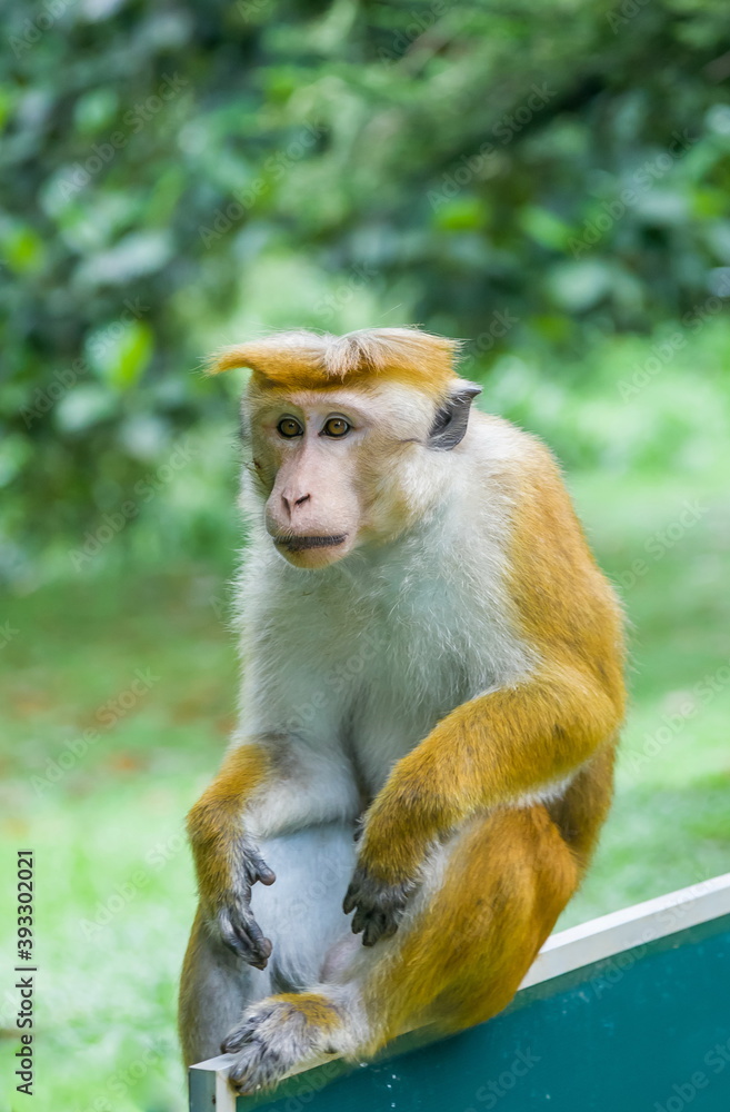 Fototapeta premium Ceylon monkeys, looking surprised look