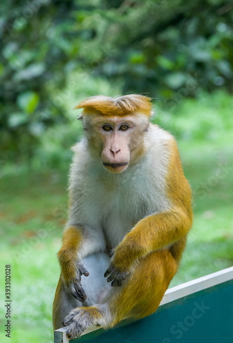 Ceylon monkeys © Александр Коликов