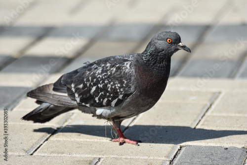 pigeon walks along the embankment