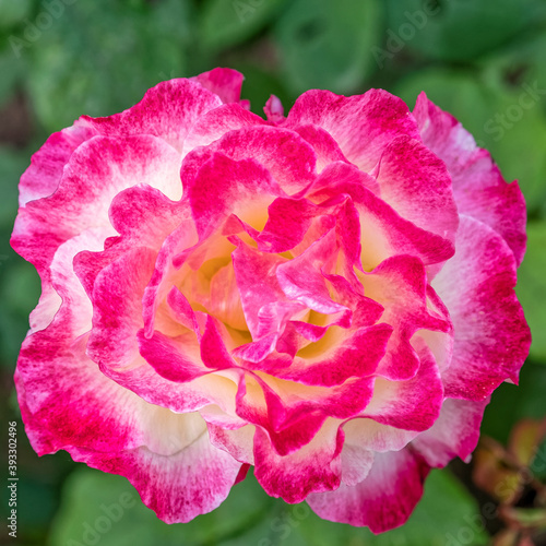 colorful purple and creamy white rose flower closeup in the garden, top view