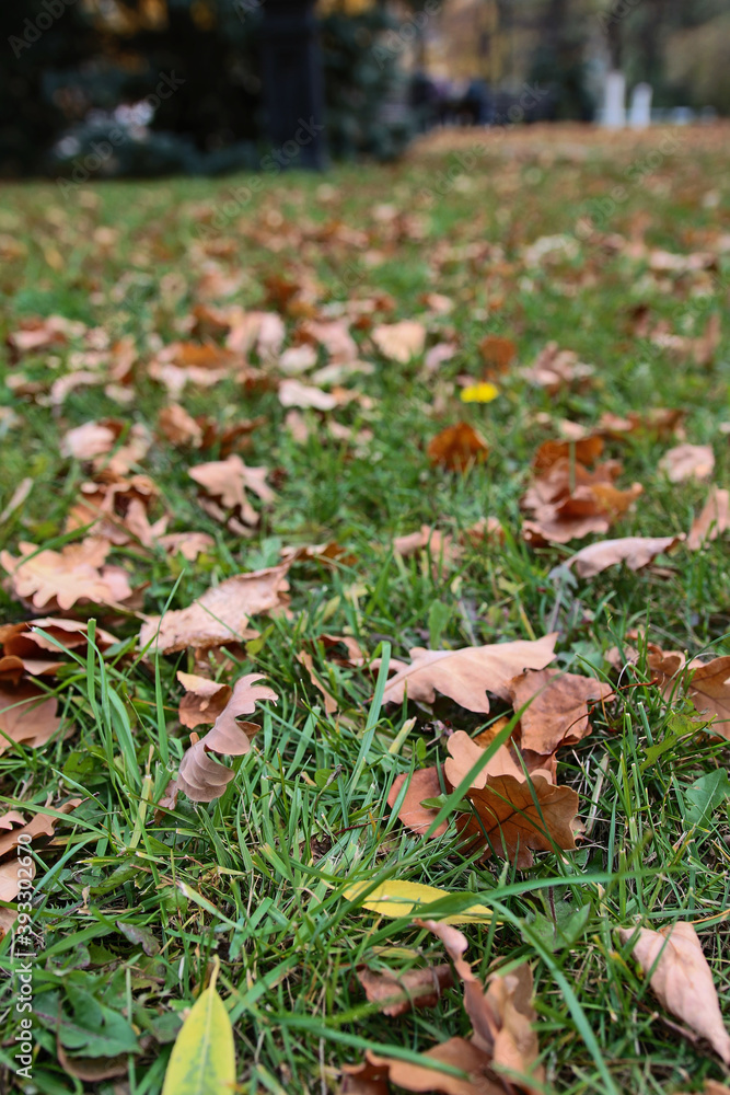 autumn yellow leaves on grass autumn yellow leaves on grass