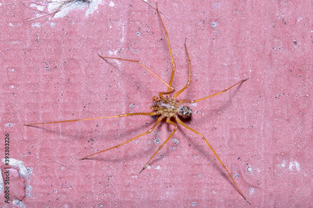 Scytodes univitatta spider walking on a red floor under the sun Scytodes univitatta spider walking on a red floor under the sun