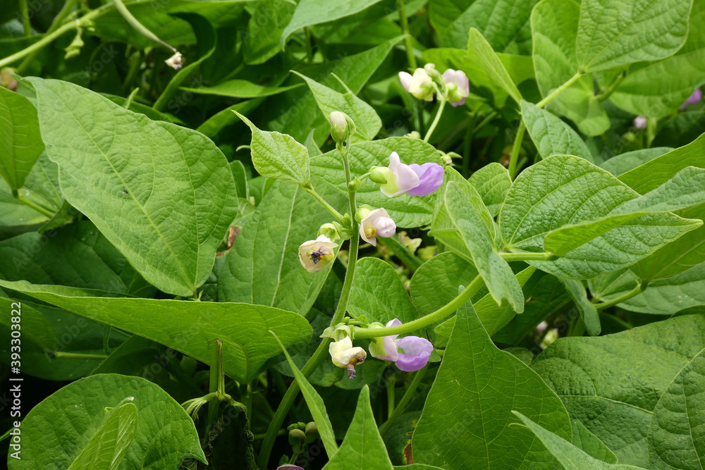 fresh green bean cultivation, flower of bean plant and bean fruits