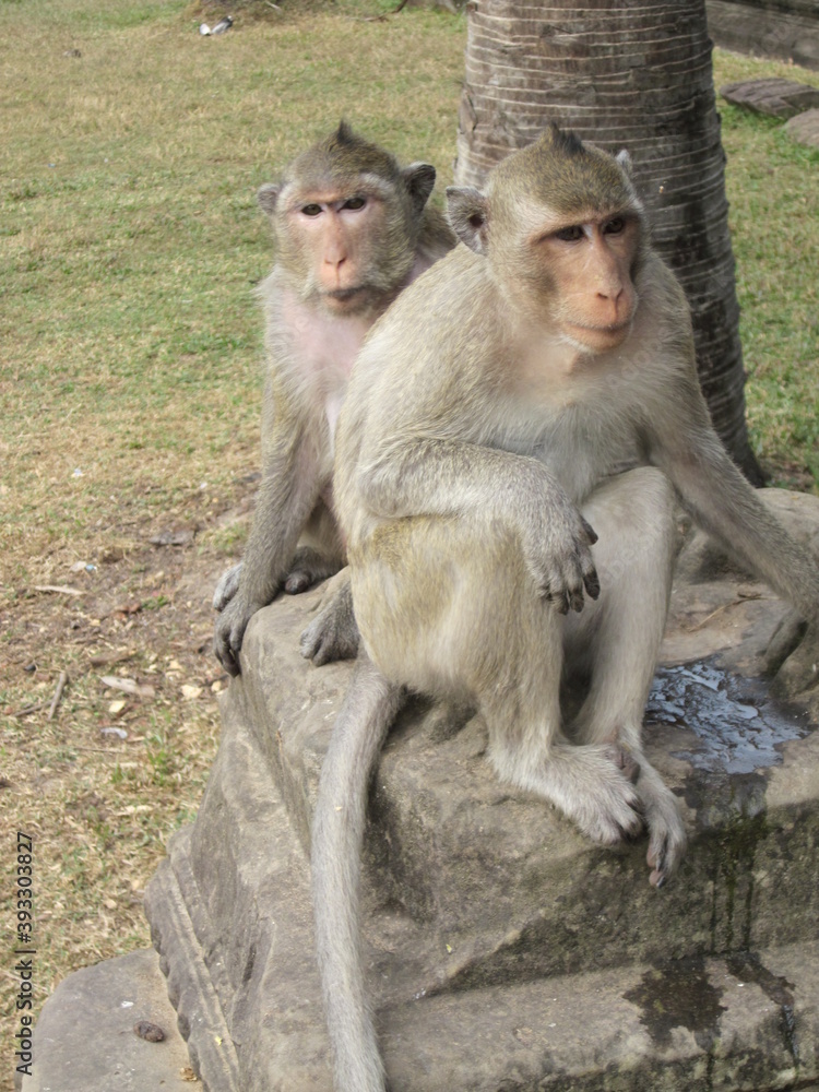 Fototapeta premium Mother and baby macaque