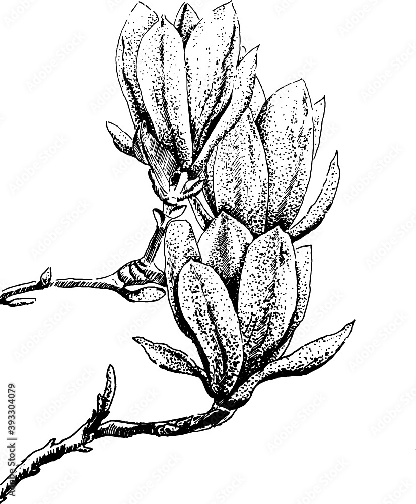 Hand drawn sketch of a magnolias Stock Vector | Adobe Stock