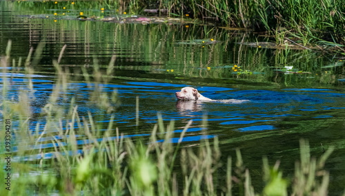 A light-colored dog swimming in the water of a reservoir in summer