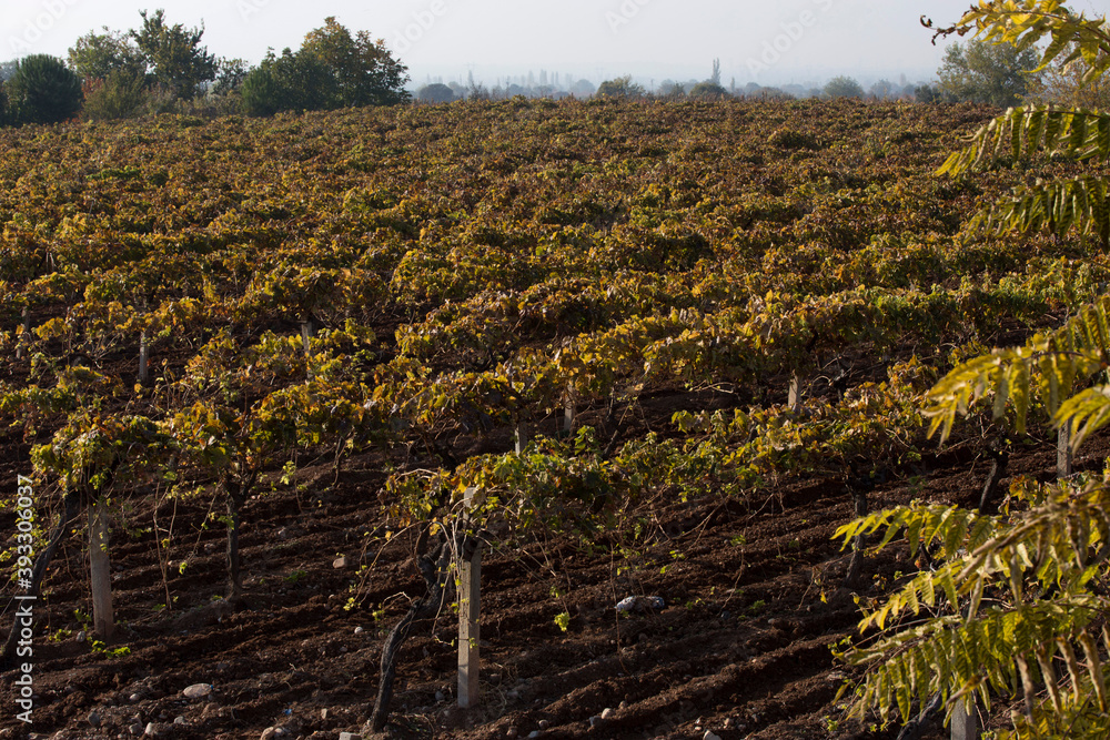 Shot of an autumn vineyard shot at sunset Shot of an autumn vineyard shot at sunset