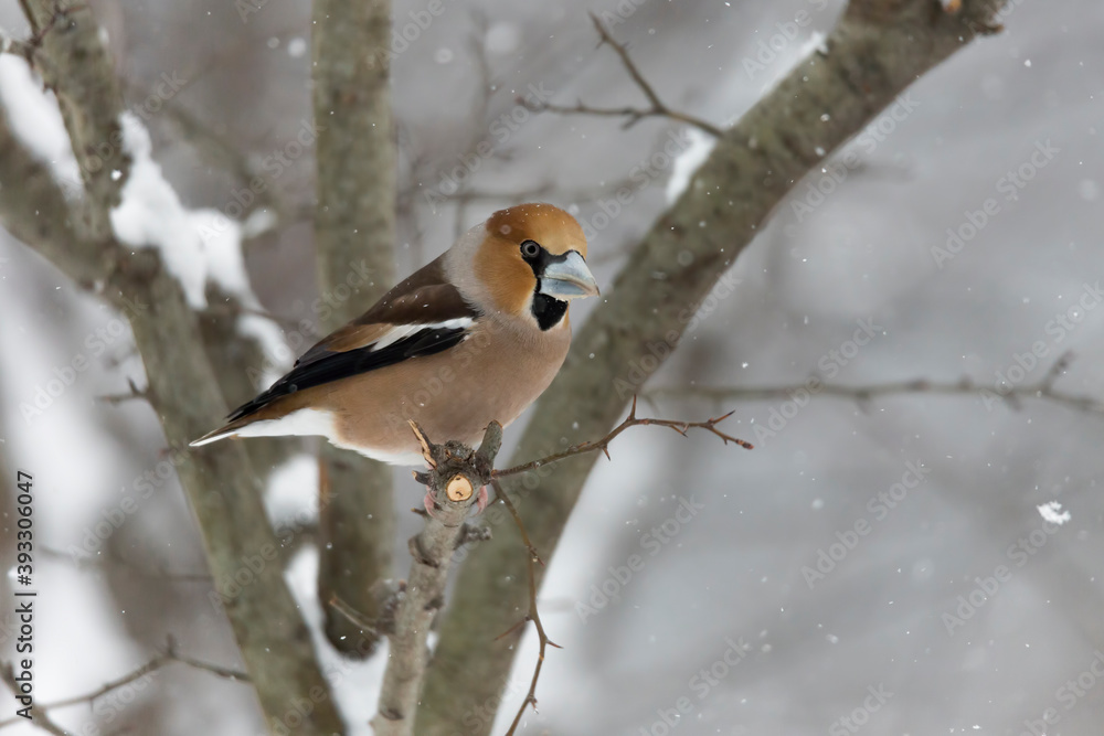 The hawfinch and the snow (Coccothraustes coccothraustes) The hawfinch and the snow (Coccothraustes coccothraustes)