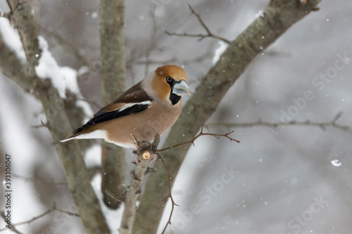 The hawfinch and the snow (Coccothraustes coccothraustes)  © manuel