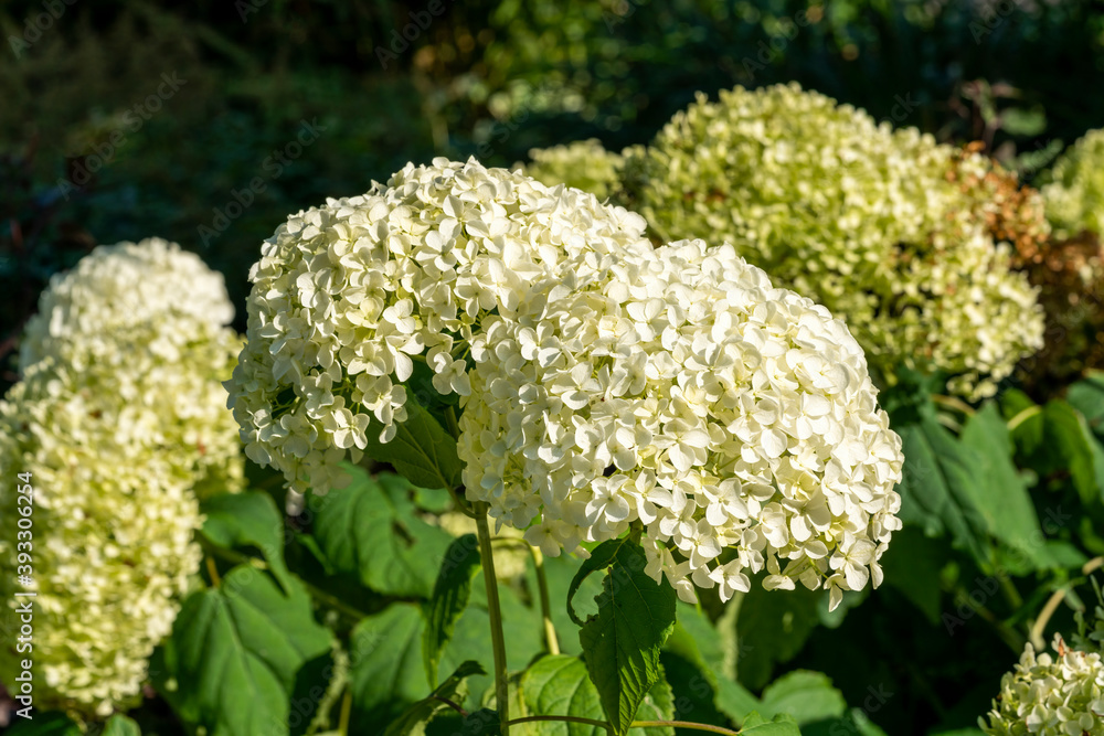 Hydrangea arborescens 'Annabelle' a summer flower small white shrub plant commonly known as smooth hydrangea stock photo image Hydrangea arborescens 'Annabelle' a summer flower small white shrub plant commonly known as smooth hydrangea stock photo image