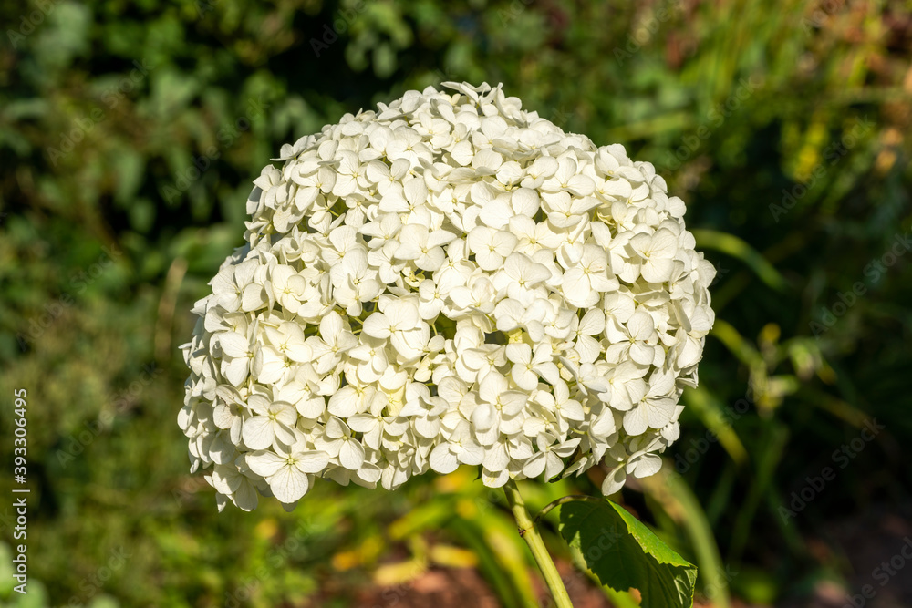 Hydrangea arborescens 'Annabelle' a summer flower small white shrub plant commonly known as smooth hydrangea stock photo image Hydrangea arborescens 'Annabelle' a summer flower small white shrub plant commonly known as smooth hydrangea stock photo image
