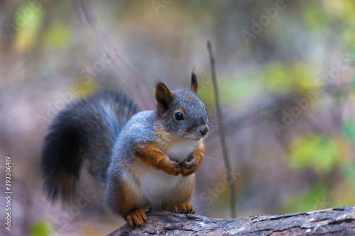 squirrel in autumn forest