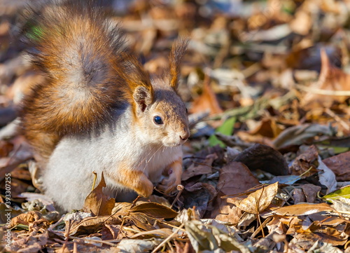 Squirrel on the background of autumn foliage of trees on the ground © Александр Коликов