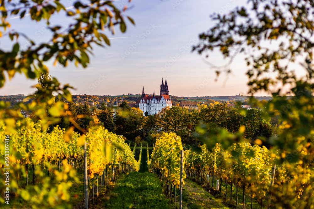 Meissen Albrechtsburg Castle from vineyard