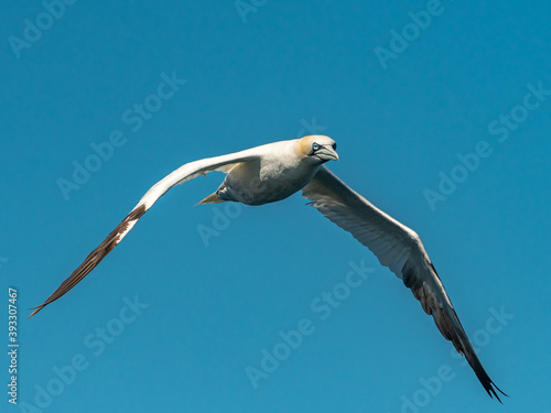 A Northern Gannet in flight on a sunny day summer