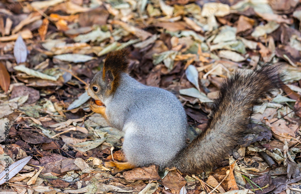 Squirrel with a nut in his mouth against the autumn foliage of trees on the ground Squirrel with a nut in his mouth against the autumn foliage of trees on the ground