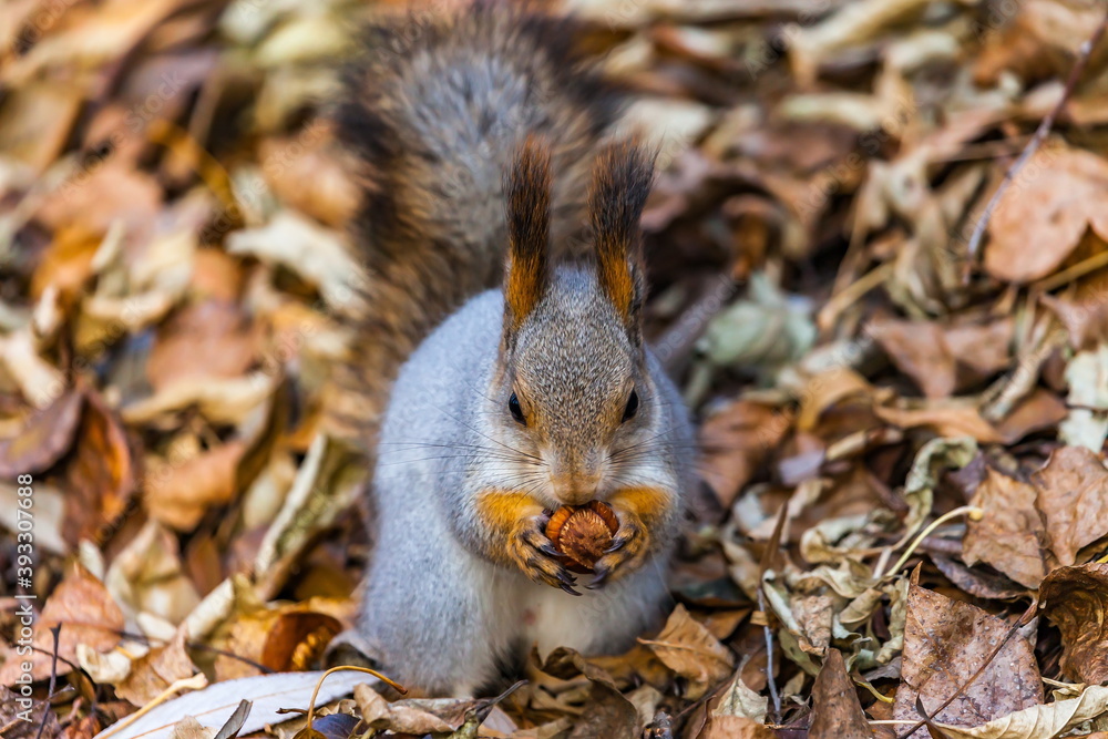 Squirrel with a nut in his mouth against the autumn foliage of trees on the ground Squirrel with a nut in his mouth against the autumn foliage of trees on the ground