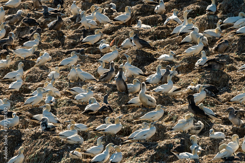 A colony of Northern Gannets on a sunny day in summer