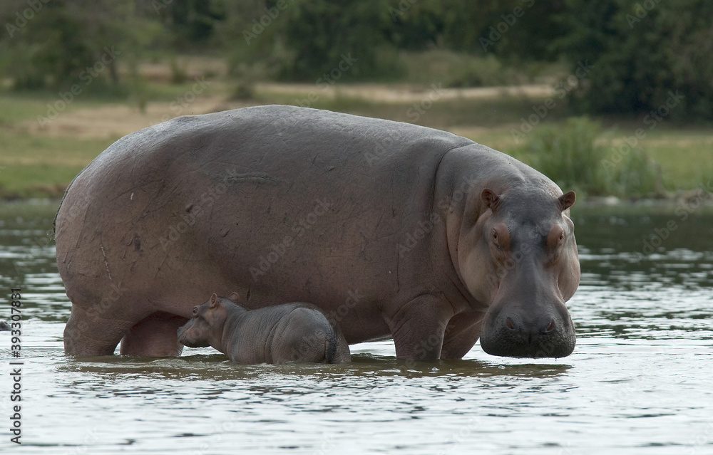 hippopotamus, Hippopotamus amphibius in the water hippopotamus, Hippopotamus amphibius in the water
