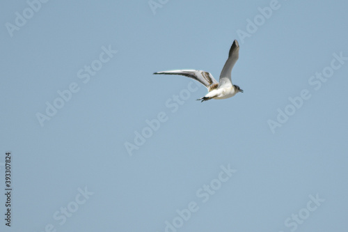 Seagull flies across the blue sky