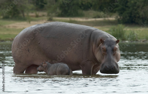 hippopotamus, Hippopotamus amphibius in the water