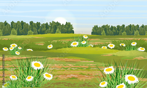 Green meadow with chamomiles and tall lush grass. Forest with deciduous trees on the horizon. Summer or spring realistic vector landscape